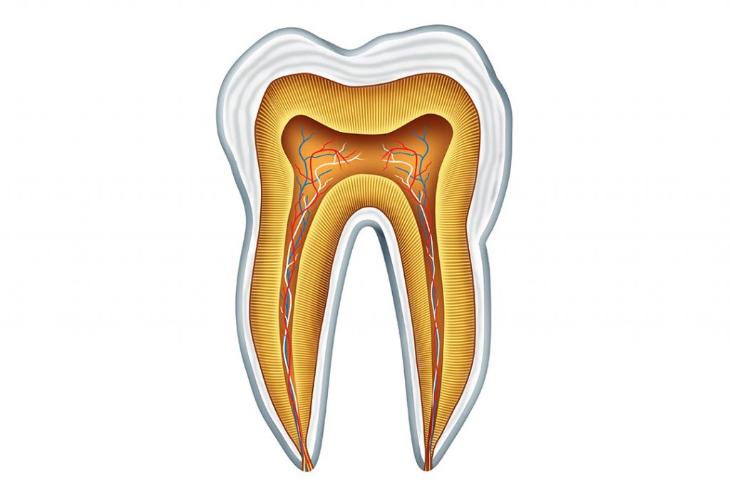 Darstellung Zahn mit Wurzelsystem